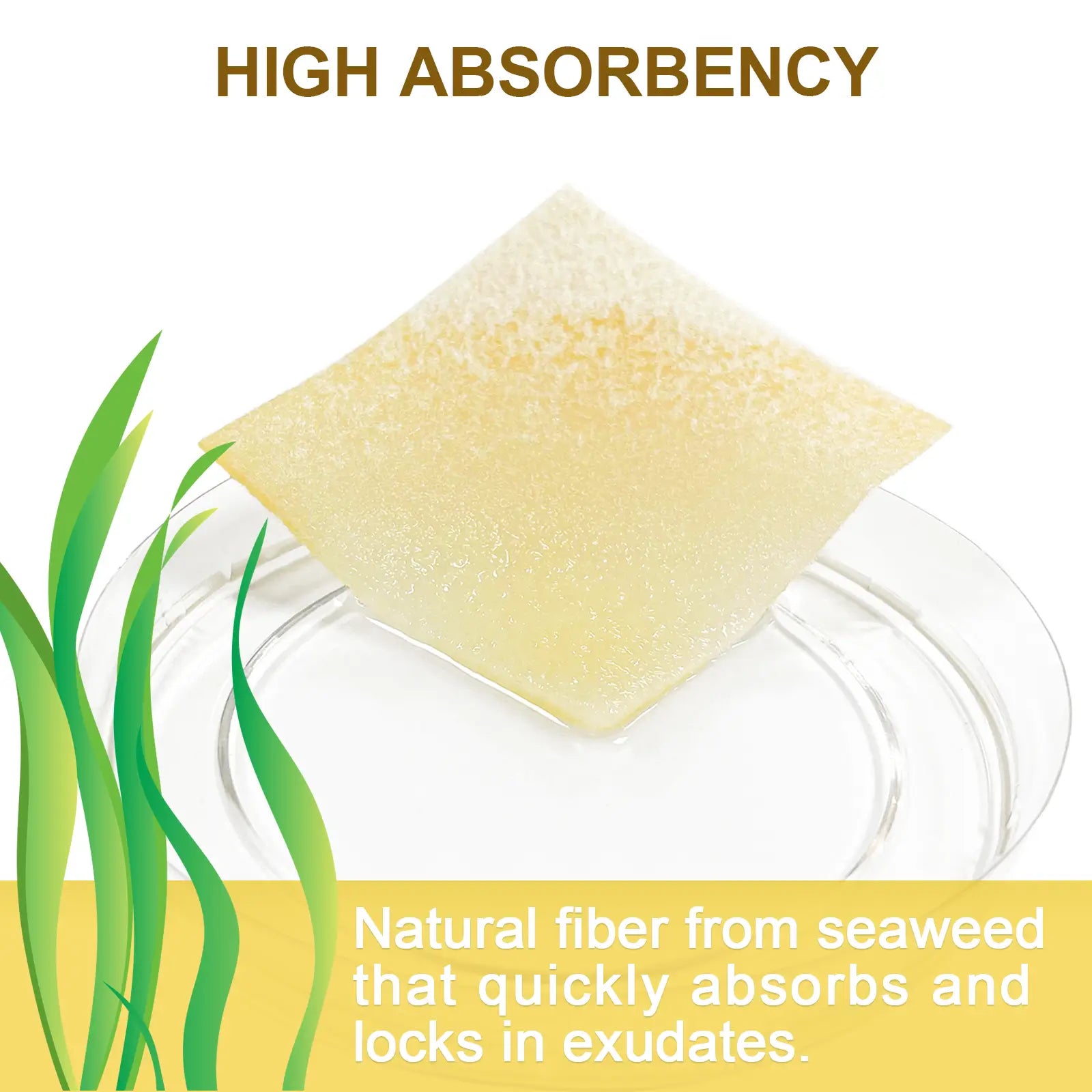 Highly absorbent Manuka honey alginate dressing for exuding wounds