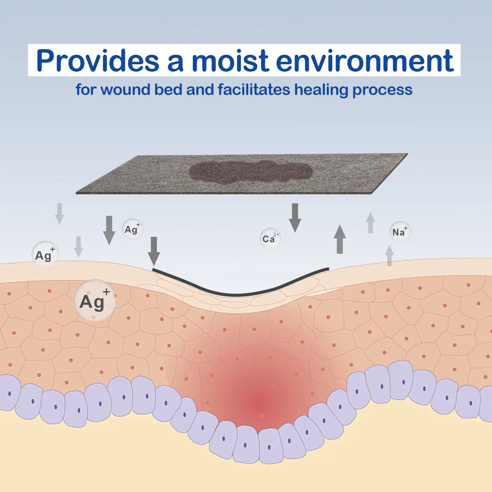 silver alginate wound pad dressing provides a moist environment for wound bed and facilitates healing process